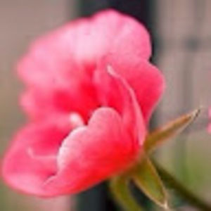 Meet your Posher, Ivana